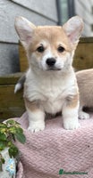 Welsh Corgi Pembroke dogs Outstanding Pembrokeshire Corgi Puppies - Advert 4