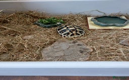 Hermann Tortoise reptiles for sale: Hermann Tortoise 6 years old- SOLD - Image 3