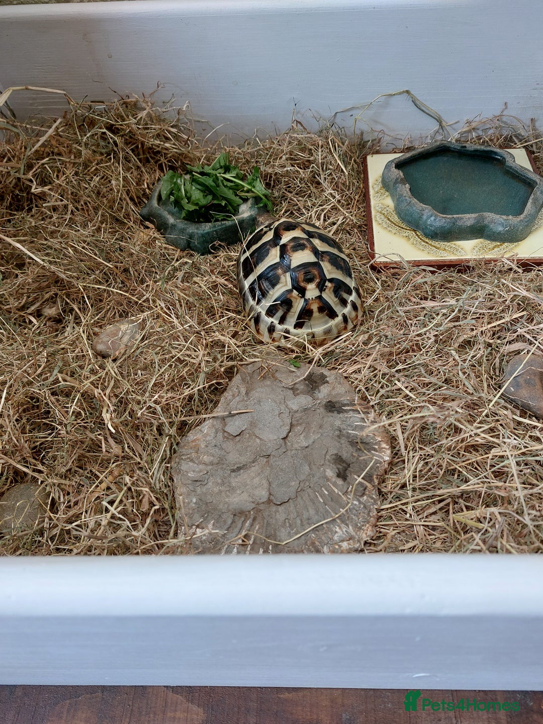 Hermann Tortoise reptiles for sale: Hermann Tortoise 6 years old- SOLD - Image 3
