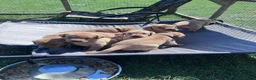 Labrador Retriever dogs for sale: KC Reg Health Tested Fox Red working line 4th Gen  - Advert 11