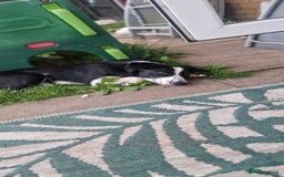 Border Collie dogs for sale: 7 Month Old Border Collie - Image 3