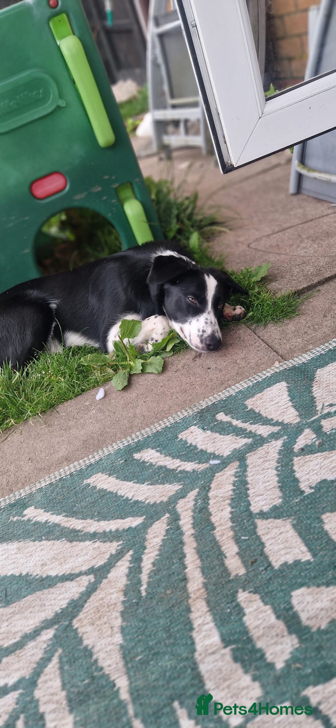 Border Collie dogs for sale: 7 Month Old Border Collie - Image 3