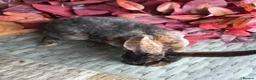 Rex rabbits for sale: Beautiful mini rex various ages - Advert 5
