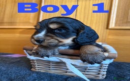 Cocker Spaniel dogs for sale: Beautiful Purebred Cocker Spaniel Puppies - Advert 1