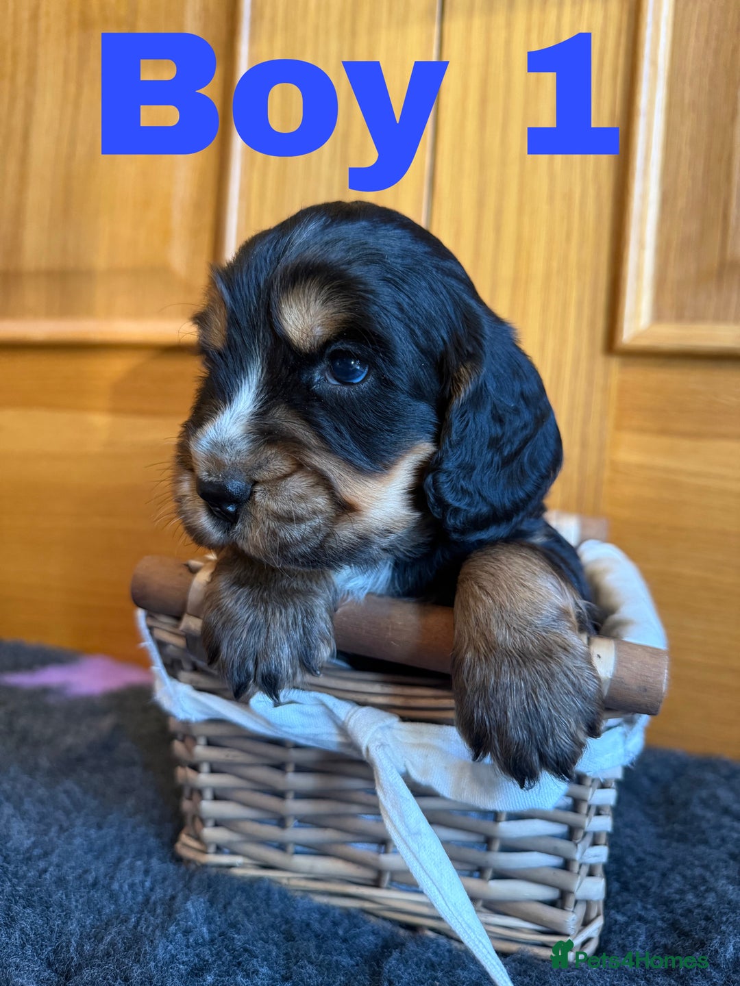 Cocker Spaniel dogs for sale: Beautiful Purebred Cocker Spaniel Puppies - Advert 1