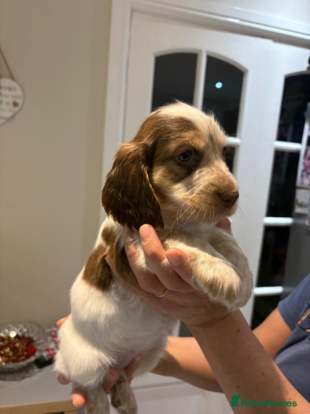 Cocker Spaniel dogs for sale: Pure show type KC reg DNA health test  - Advert 27