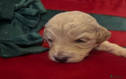 Cockapoo dogs for sale: ⭐️OUTSTANDING, HIGH QUALITY Cockapoo F1B Puppies⭐️ - Advert 17
