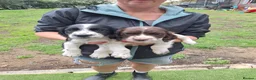 Cocker Spaniel dogs for sale: FTCH x OFTW in Bridgend - Advert 5