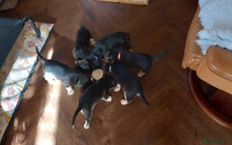 Cockerdor dogs for sale: Stunning Tri-coloured Cockerdors - Image 12