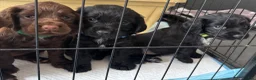 Cocker Spaniel dogs for sale: Cocker Spaniel Puppies - Advert 23