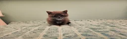 British Shorthair cats for sale: Blue British short hair X kittens  - Advert 7