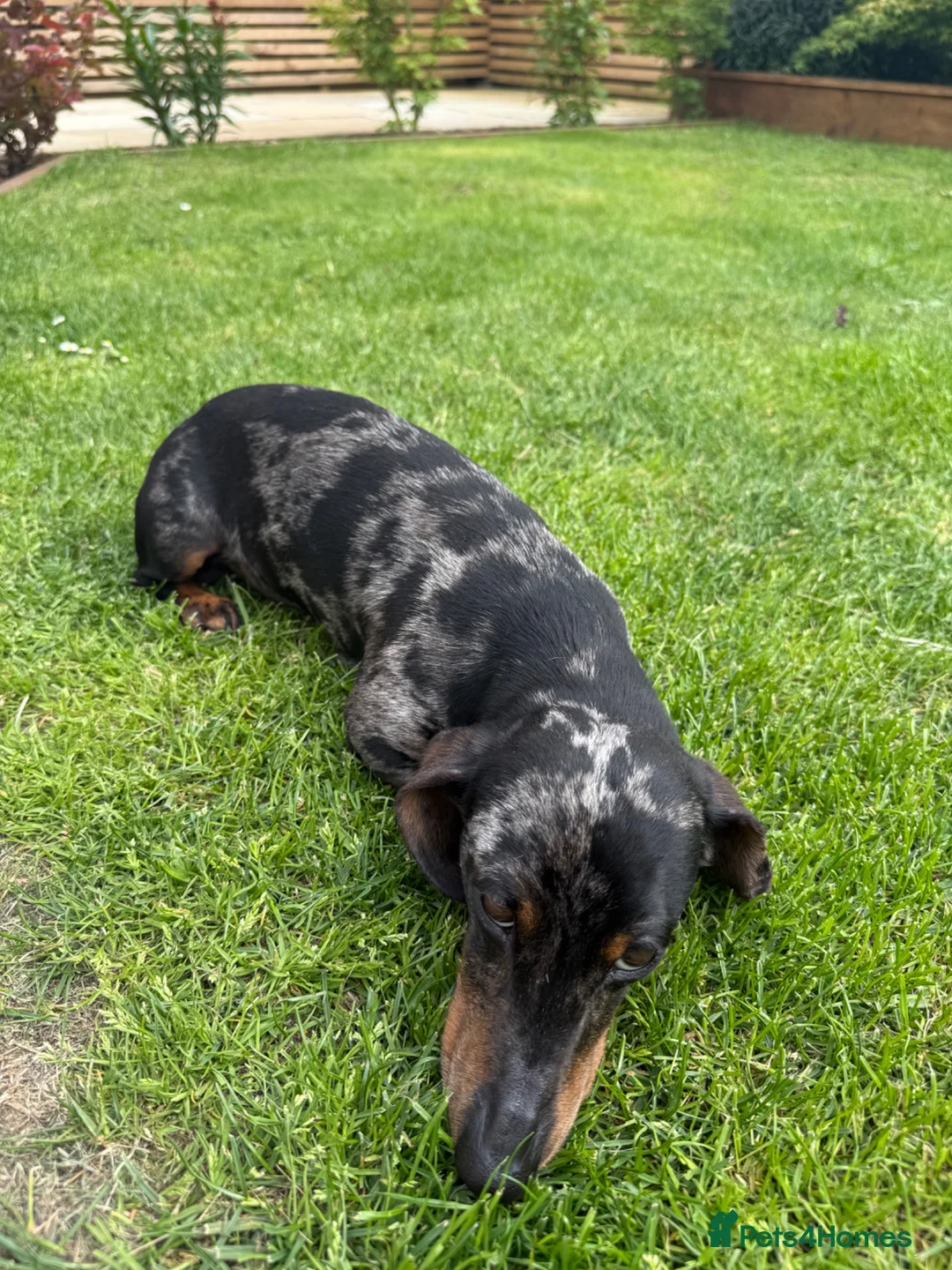 Dachshund dogs for sale: Miniature Dachshund  - Advert 8