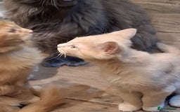 Maine Coon cats for sale: Maine coon - Advert 6