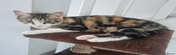 Mixed Breed cats for sale: Mixed Litter Kittens - Advert 2