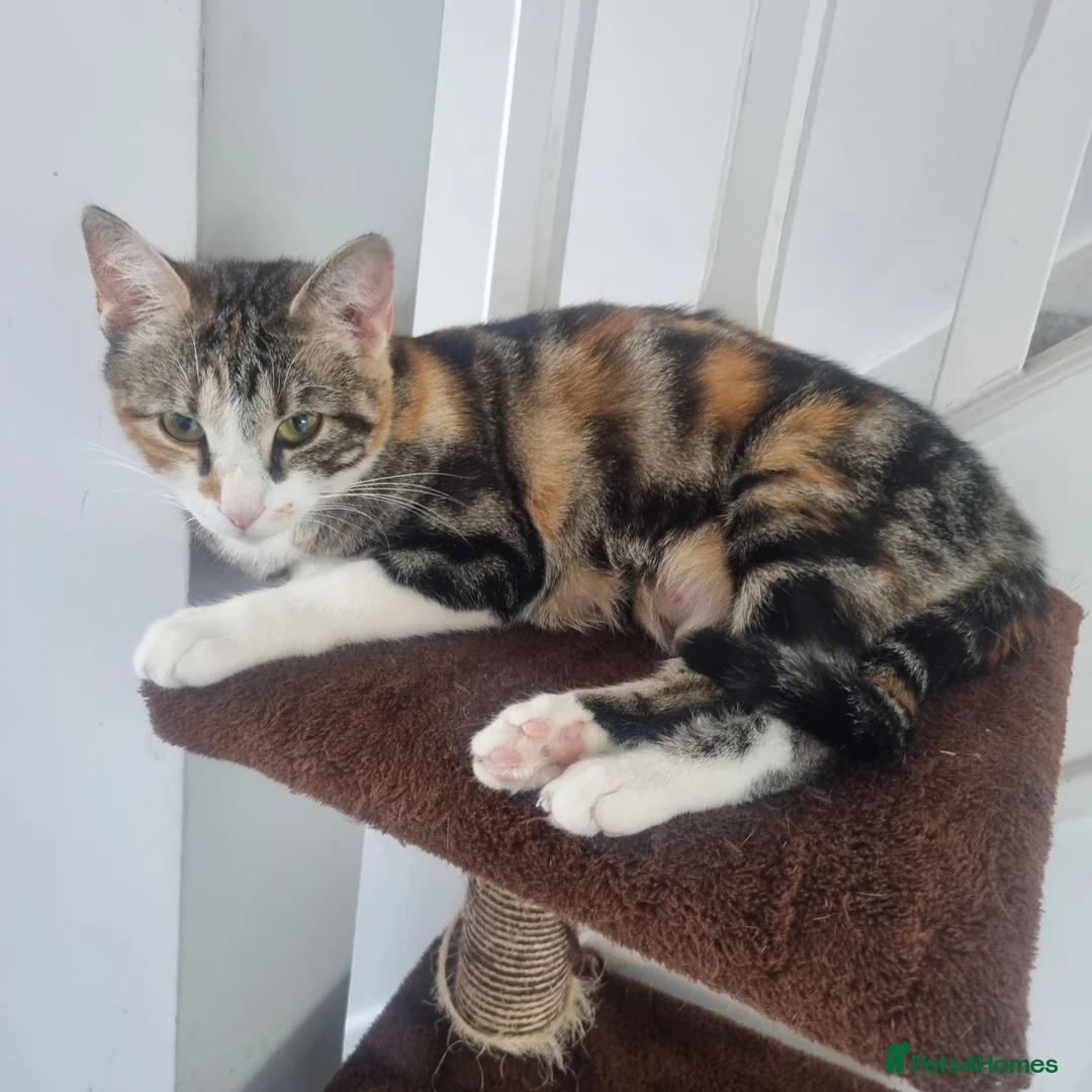 Mixed Breed cats for sale: Mixed Litter Kittens - Advert 2