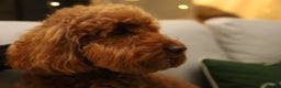 Labradoodle dogs for sale: Adorable Petite Labradoodle puppies incoming! - Advert 4