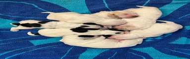 Cocker Spaniel 6