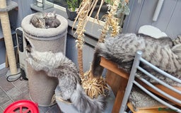 Maine Coon cats for sale: Maine coon cross kittens  - Advert 11