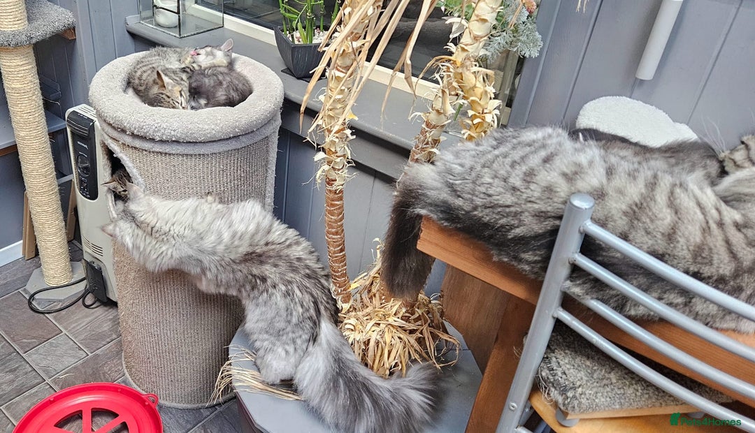 Maine Coon cats for sale: Maine coon cross kittens  - Advert 11