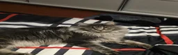 Maine Coon cats for sale: Male Maine Coon  - Advert 4
