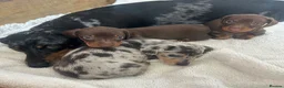Miniature Dachshund dogs for sale: KC Registered miniature dachshund puppies  - Advert 3