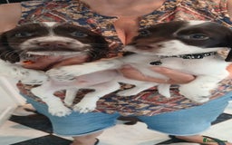 Cocker Spaniel dogs for sale: ‼️new updated photos‼️Stunning cocker spaniel Pups - Image 12