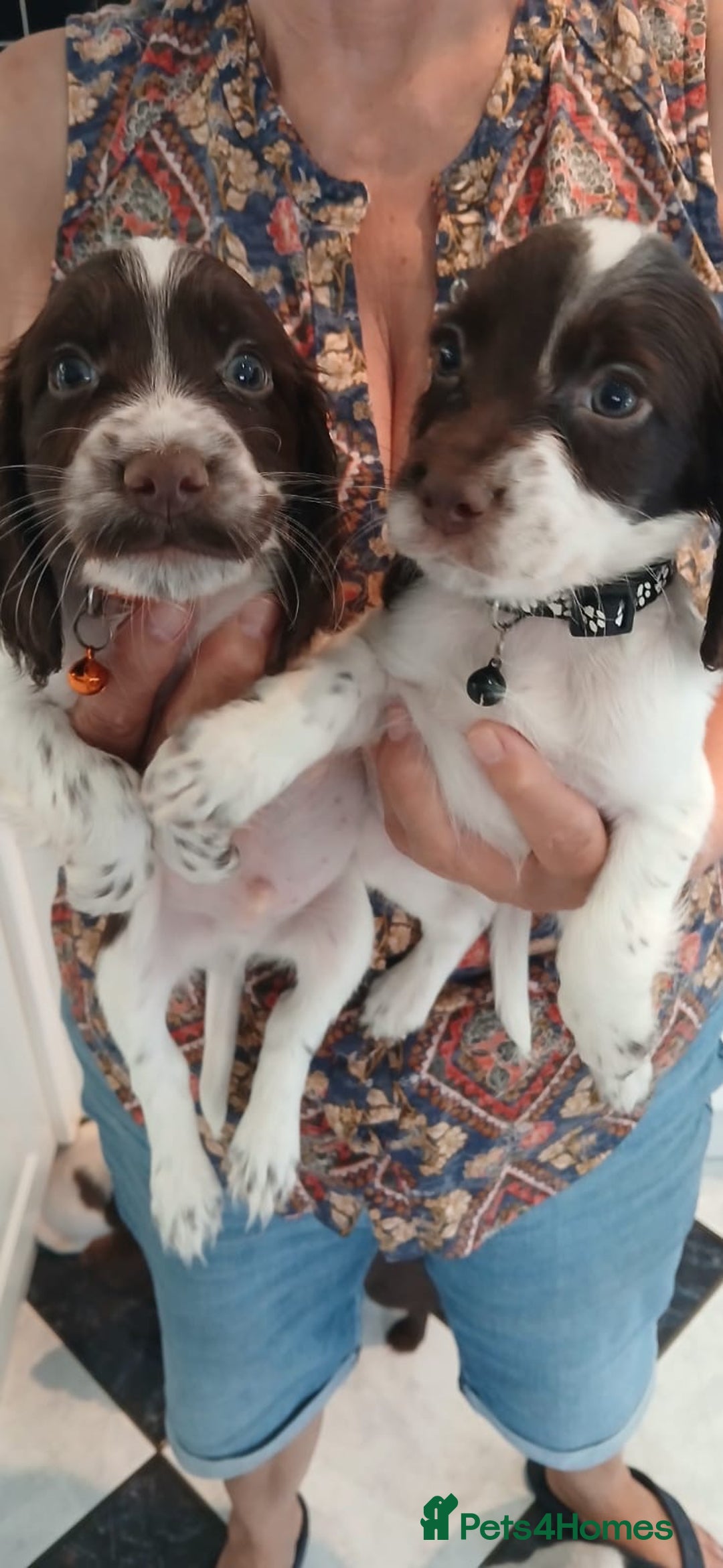 Cocker Spaniel dogs for sale: ‼️new updated photos‼️Stunning cocker spaniel Pups - Image 12