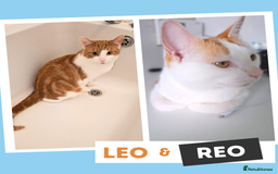 Mixed Breed cats for adoption: Sweet Besties! - Image 1