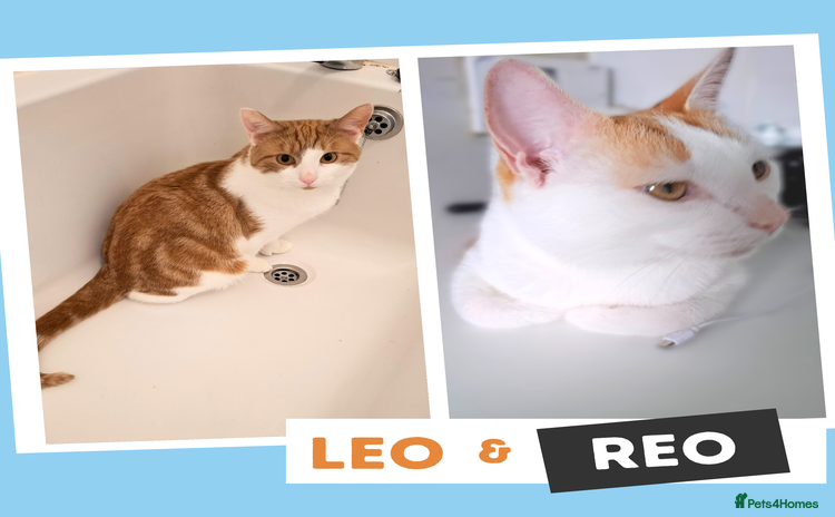Mixed Breed cats - Advert 14