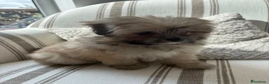 Pomapoo 2
