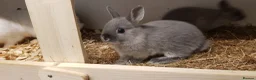 Netherland Dwarf rabbits for sale: Pure netherland dwarfs from BRCregistered parents in Pontypridd - Advert 10
