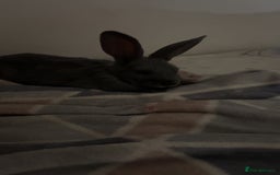 Belgian Hares rabbits for sale: Lovable rabbit  - Image 2