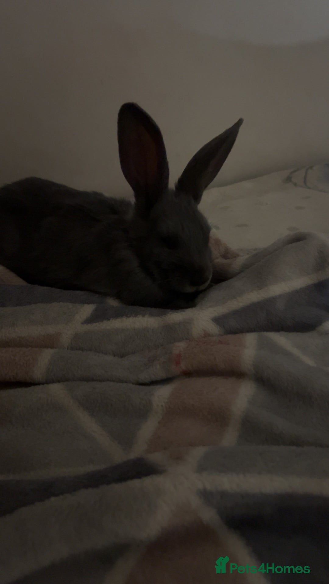 Belgian Hares rabbits for sale: Lovable rabbit  - Image 2