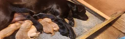 Labrador Retriever dogs for sale: Beautiful Labrador puppies - Advert 5
