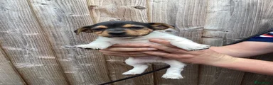 Jack Russell 1