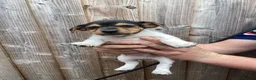 Jack Russell dogs for sale: Docked tail Jack Russel Puppies - Advert 8