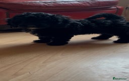Poochon dogs for sale: 1 poochon girl available ready to leave  - Image 2