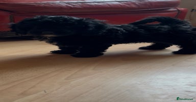 Poochon dogs - Advert 3