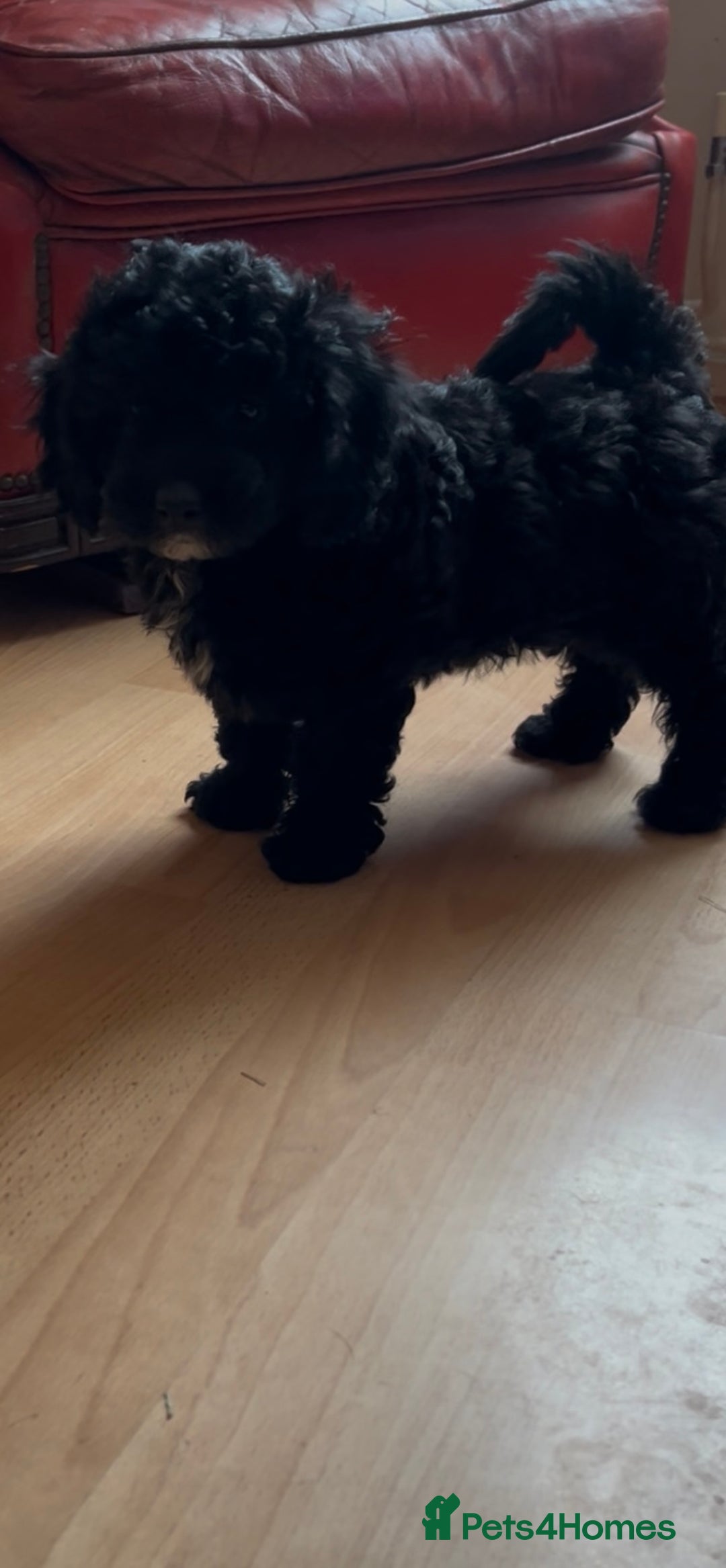 Poochon dogs for sale: 1 poochon girl available ready to leave  - Image 2