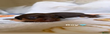 Male 