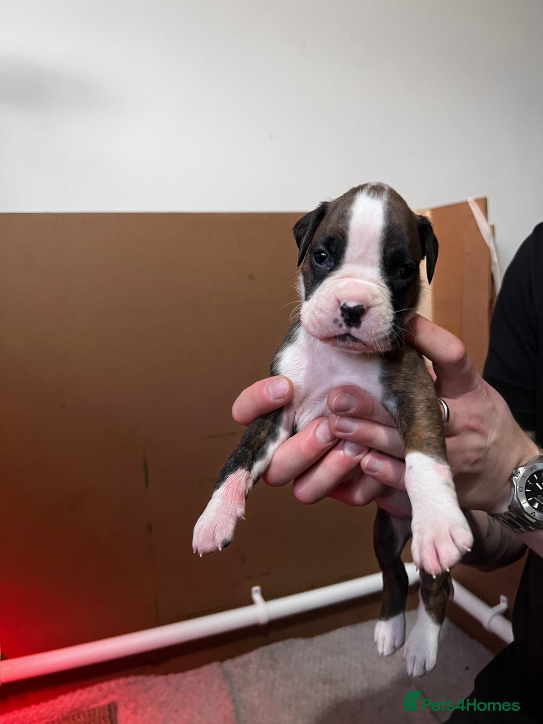 Boxer dogs for sale: Boxer Puppies UPDATED PHOTOS  - Advert 22