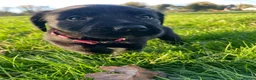 Borador dogs for sale: 6 beautiful collie cross lab puppies for sale!! - Advert 5