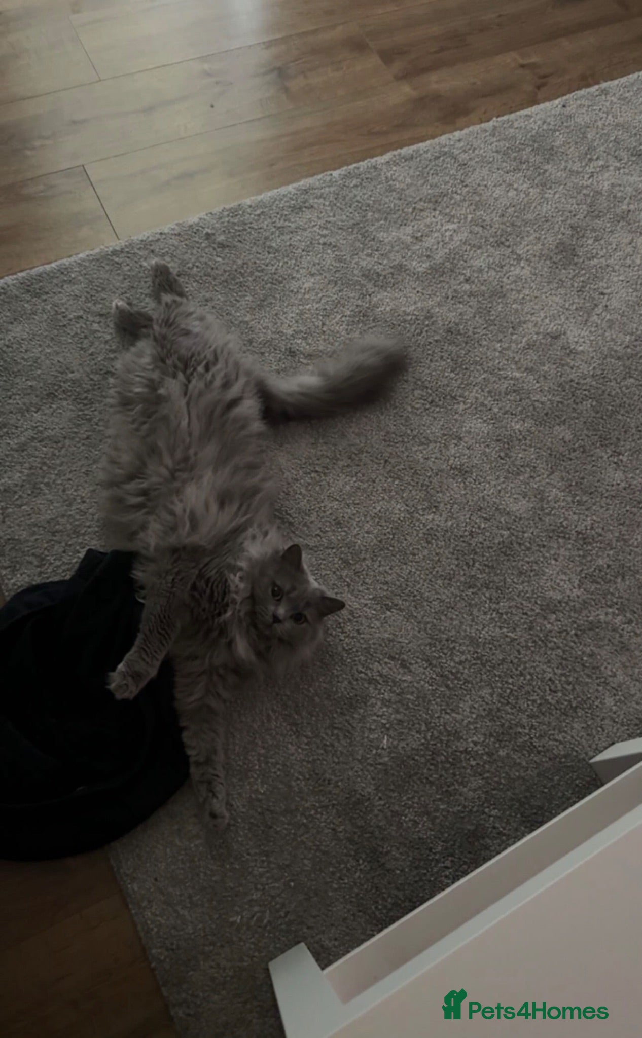 British Longhair cats 3 years old British long hair - Advert 4