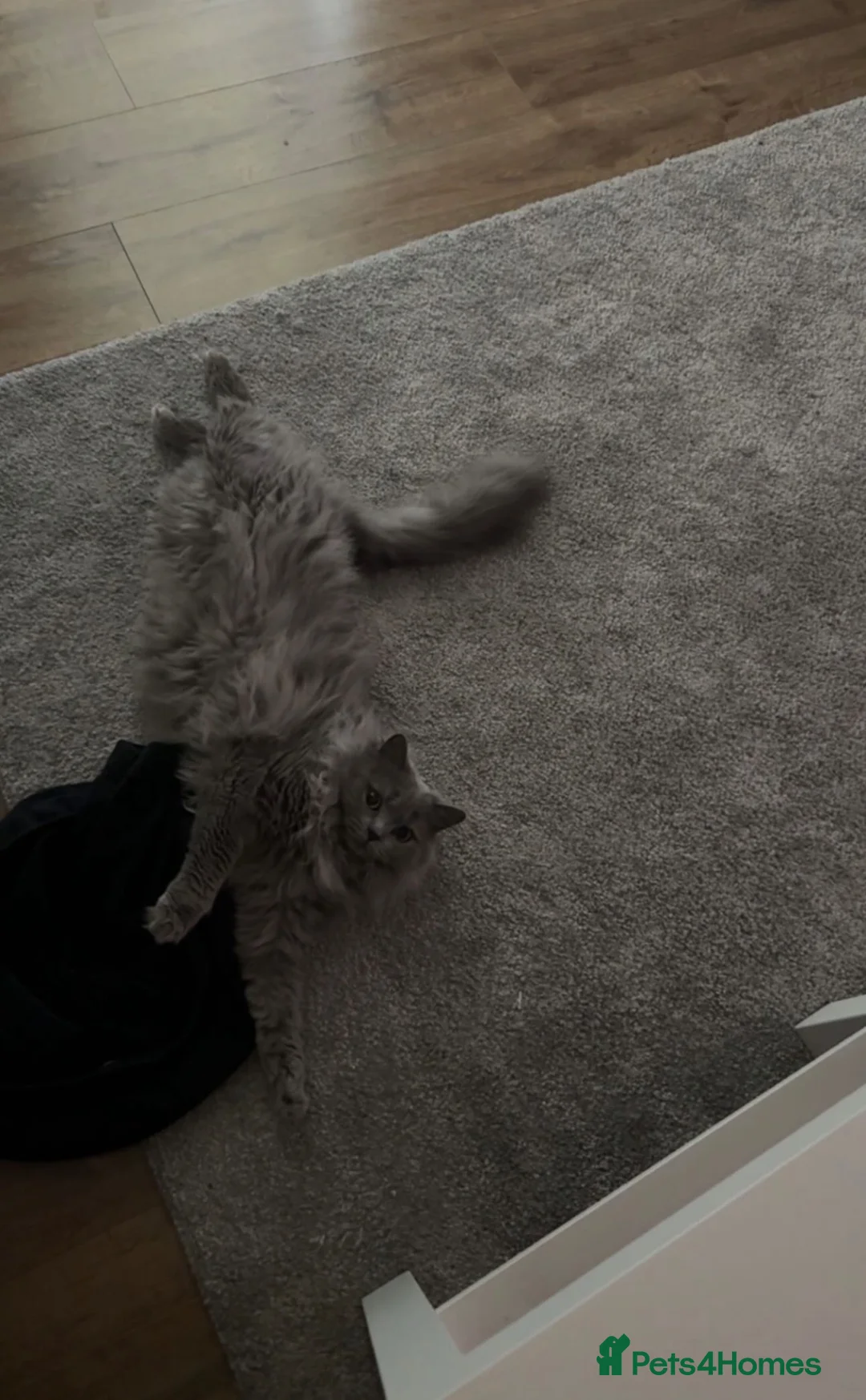 British Longhair cats for sale: 3 years old British long hair - Advert 1