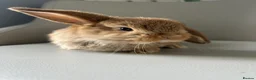 Mini Lion Lop rabbits for sale: Lion head/ mini lop baby's  - Advert 3