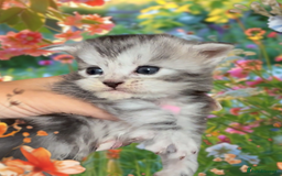 Maine Coon cats for sale: Outstanding pedigree Maine coons  - Image 13