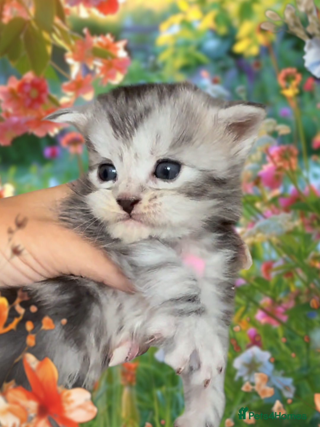 Maine Coon cats for sale: Outstanding pedigree Maine coons  - Image 13