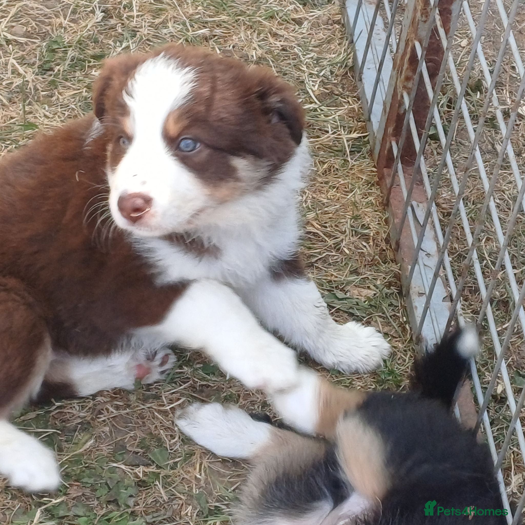 Border Collie dogs Border Collie Puppies Ready August 1st - Advert 1