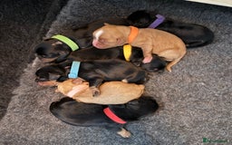 Cavalier King Charles Spaniel dogs for sale: KC Registered Cavalier King Charles, West Sussex - Image 1