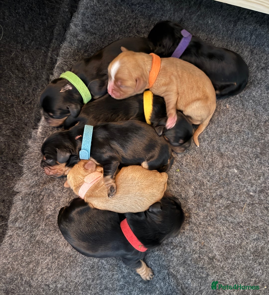 Cavalier King Charles Spaniel dogs for sale: KC Registered Cavalier King Charles, West Sussex - Image 1